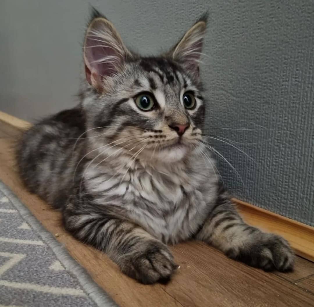 WhatsApp Image 2025-04-01 at 21.15.16