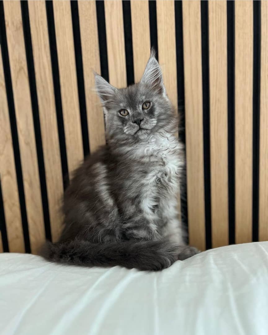 WhatsApp Image 2025-04-01 at 21.28.35